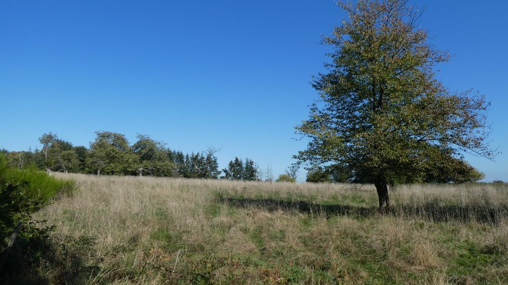 Eifelsteig