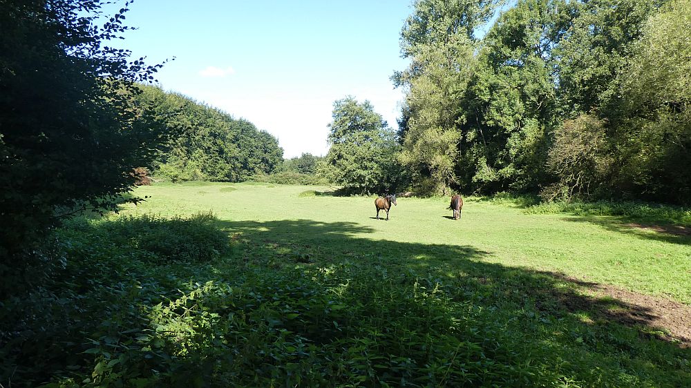 Eifelsteig