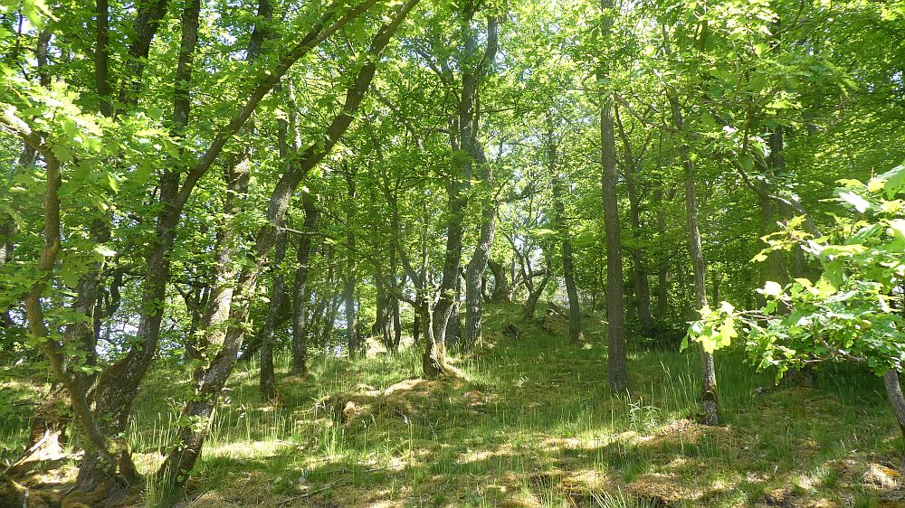 Eifelsteig