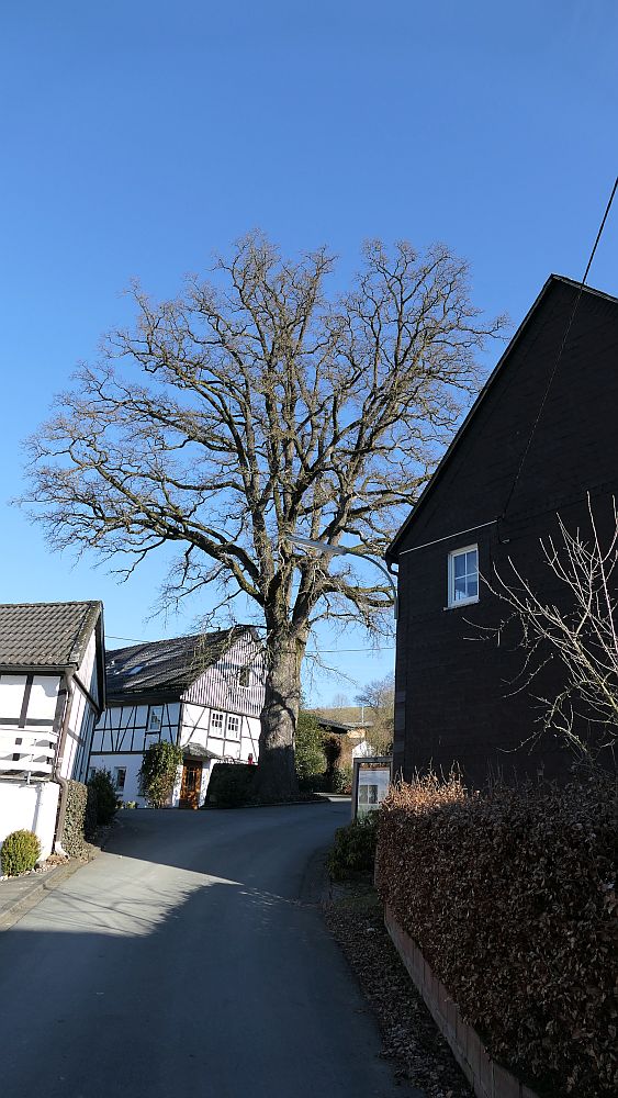 Oberhenneborn