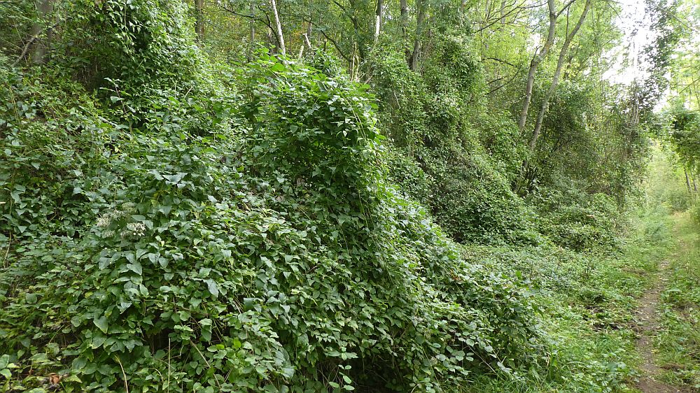 Habichtswaldsteig