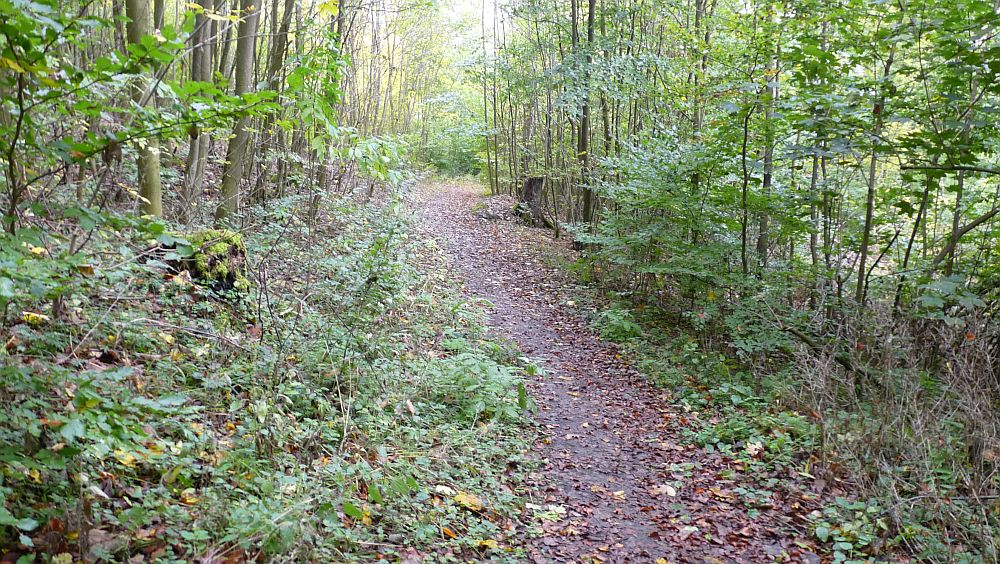 Habichtswaldsteig