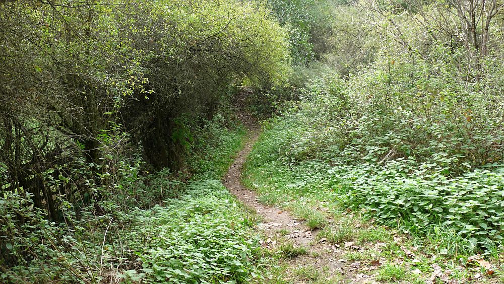 Habichtswaldsteig