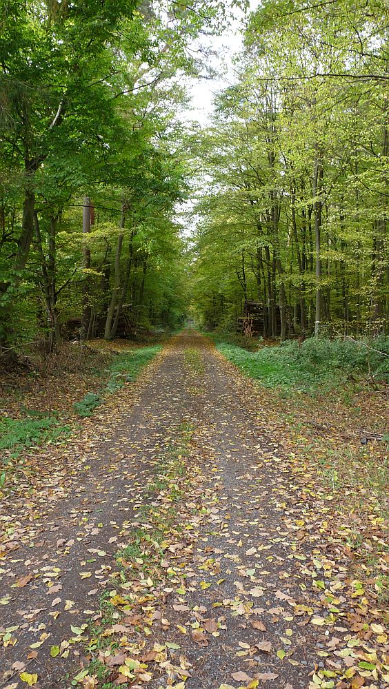 Habichtswaldsteig