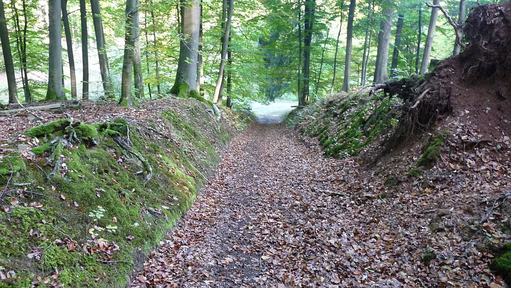 Habichtswaldsteig