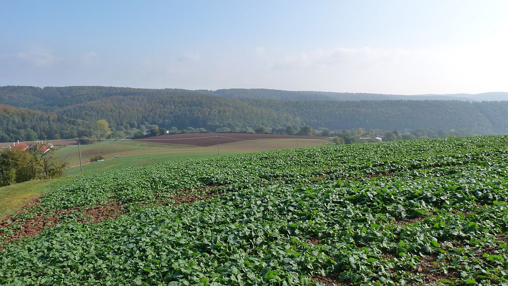 Habichtswaldsteig