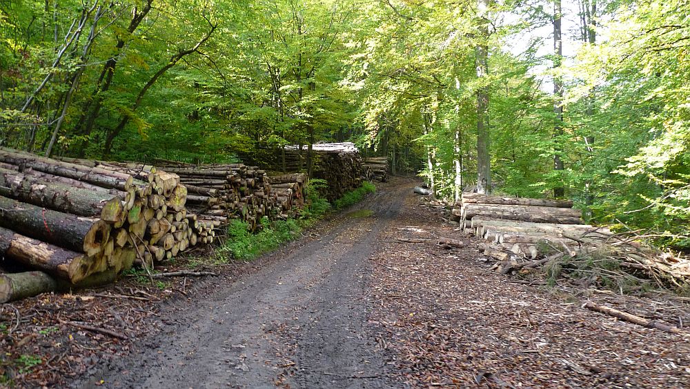 Habichtswaldsteig