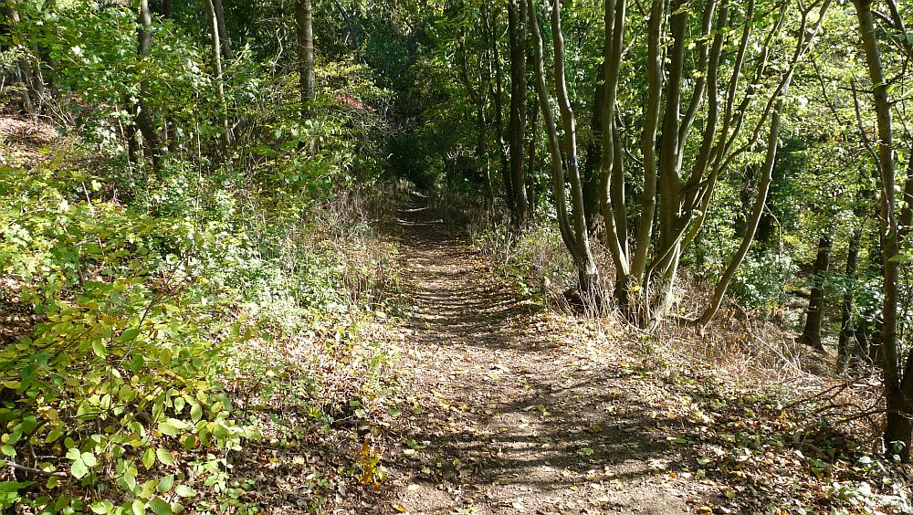 Habichtswaldsteig