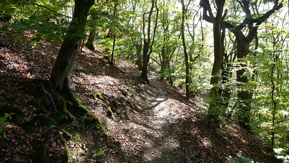 Habichtswaldsteig