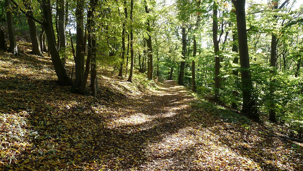 Habichtswaldsteig