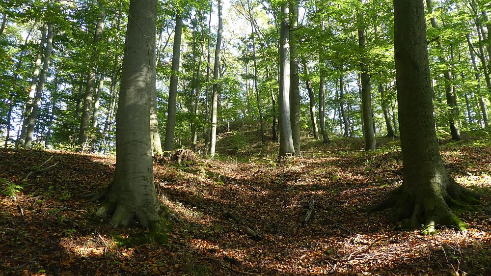 Habichtswaldsteig