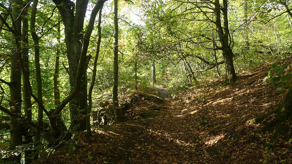 Habichtswaldsteig