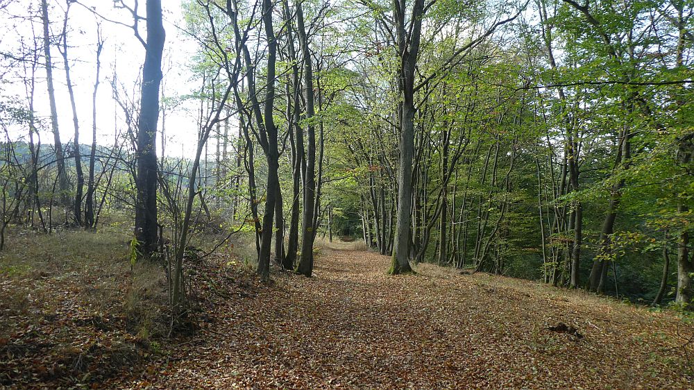 Habichtswaldsteig