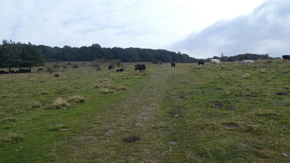 Habichtswaldsteig