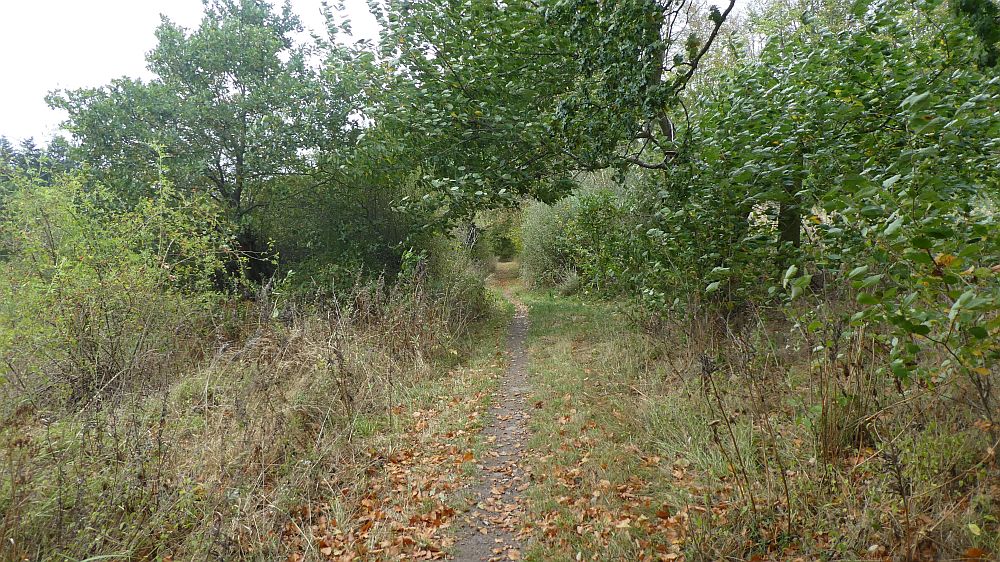 Habichtswaldsteig