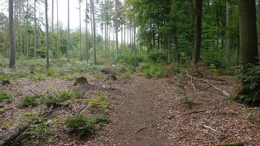 Habichtswaldsteig