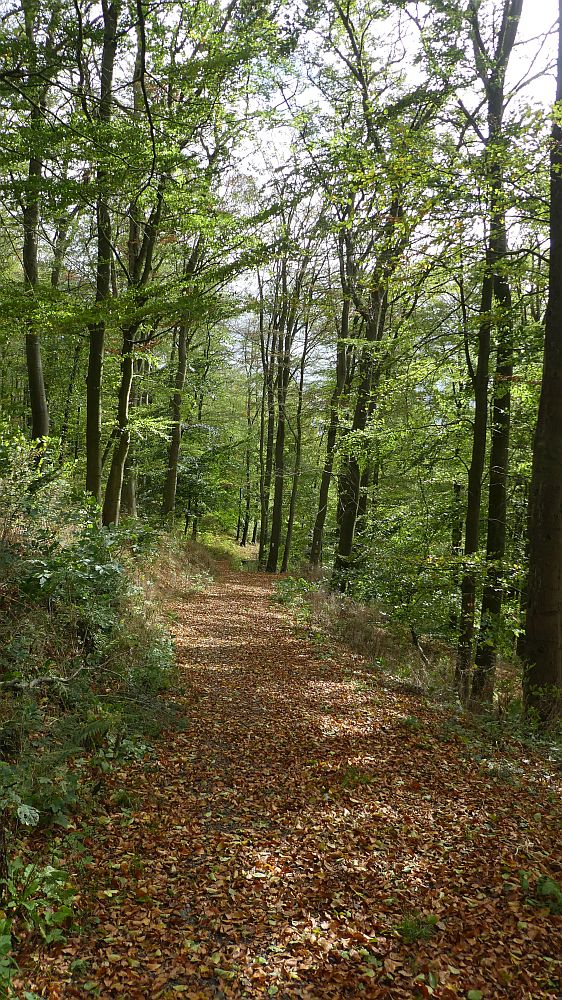 Habichtswaldsteig
