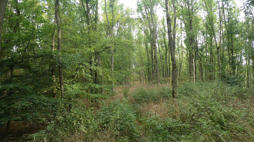 Habichtswaldsteig