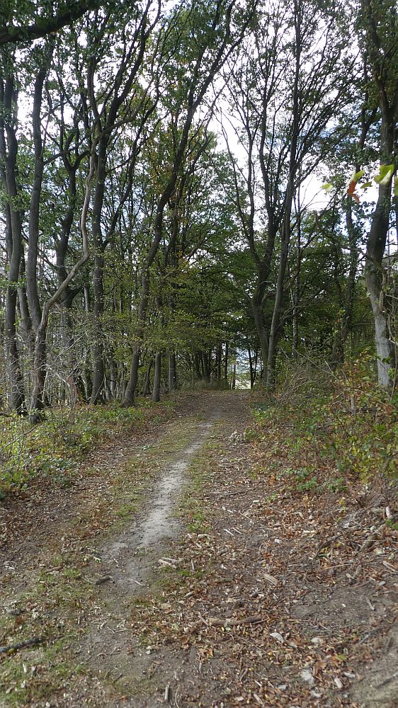 Habichtswaldsteig
