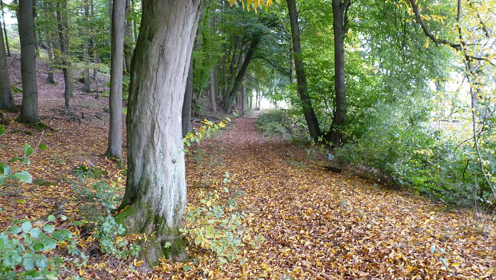 Habichtswaldsteig