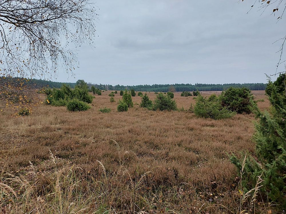 Misselhorner Heide