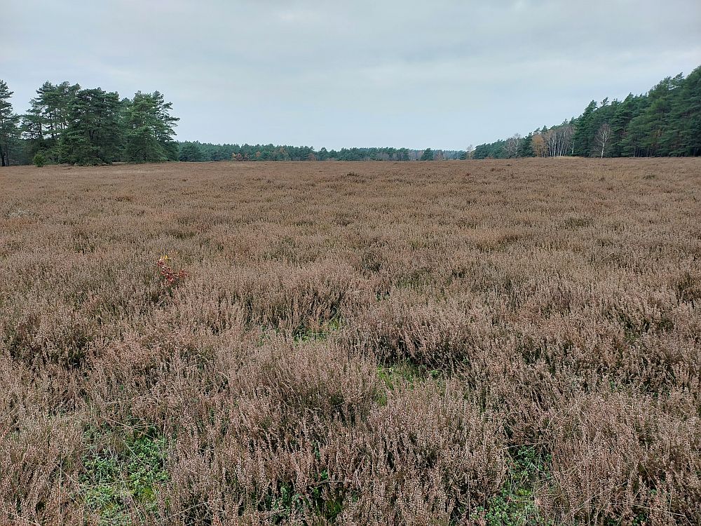 Misselhorner Heide