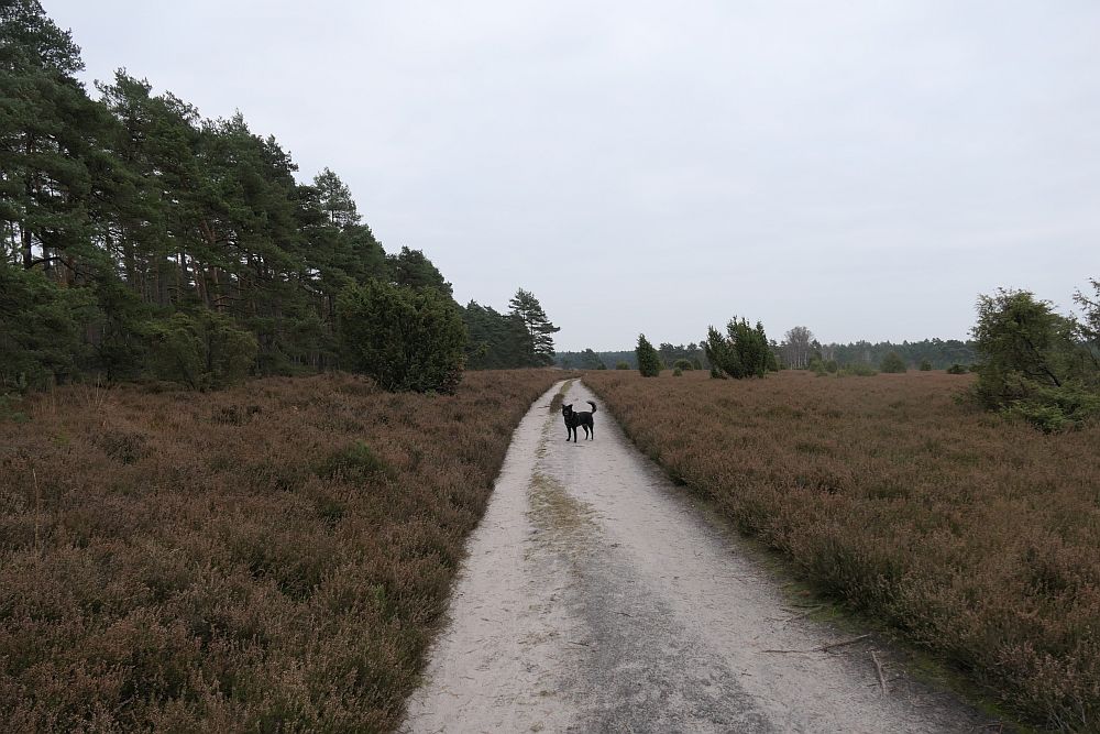 Misselhorner Heide