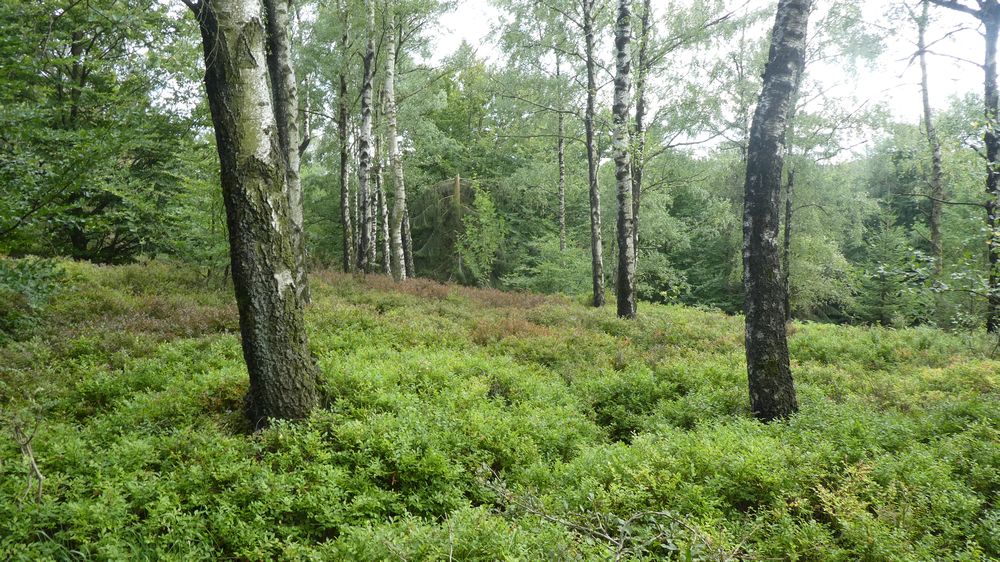 Hermannshöhen