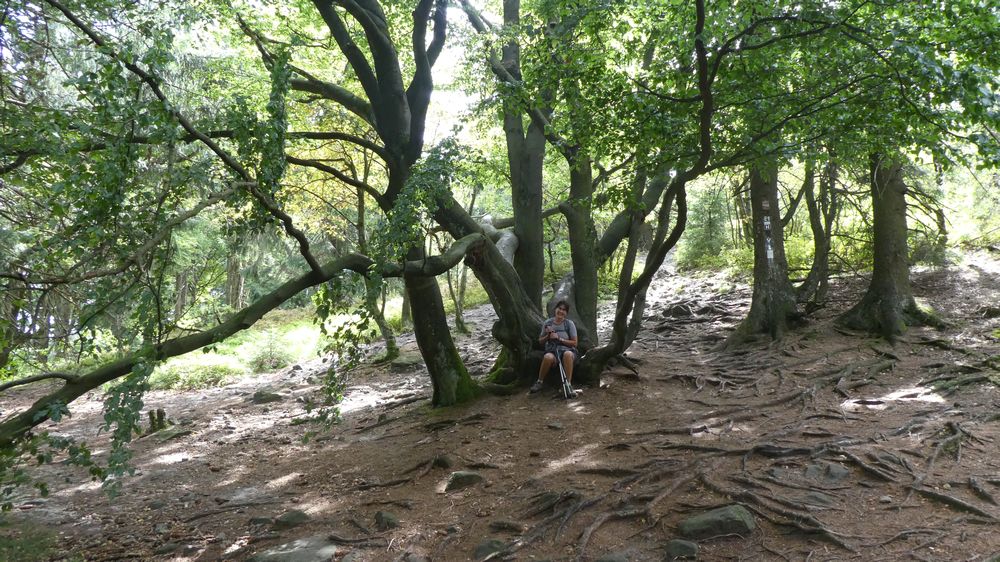 Hermannshöhen