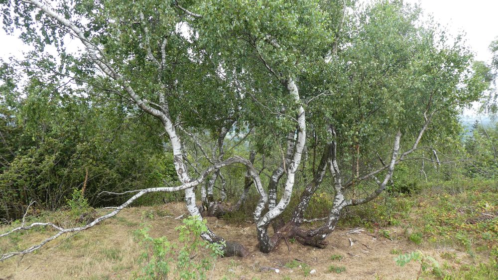 Hermannshöhen