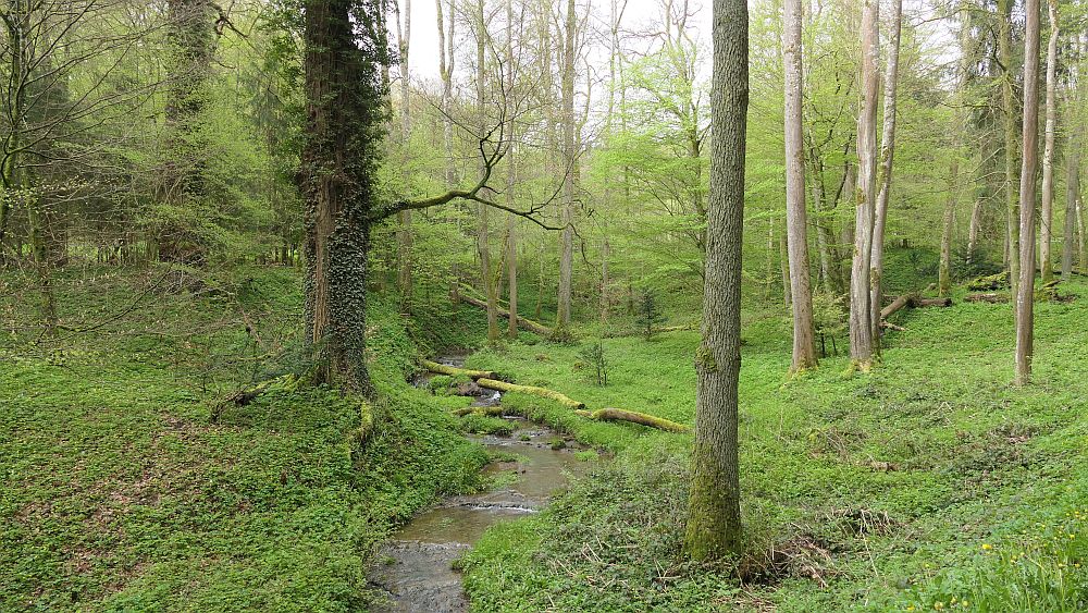 Hochrhoener