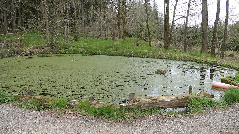 Hochrhoener