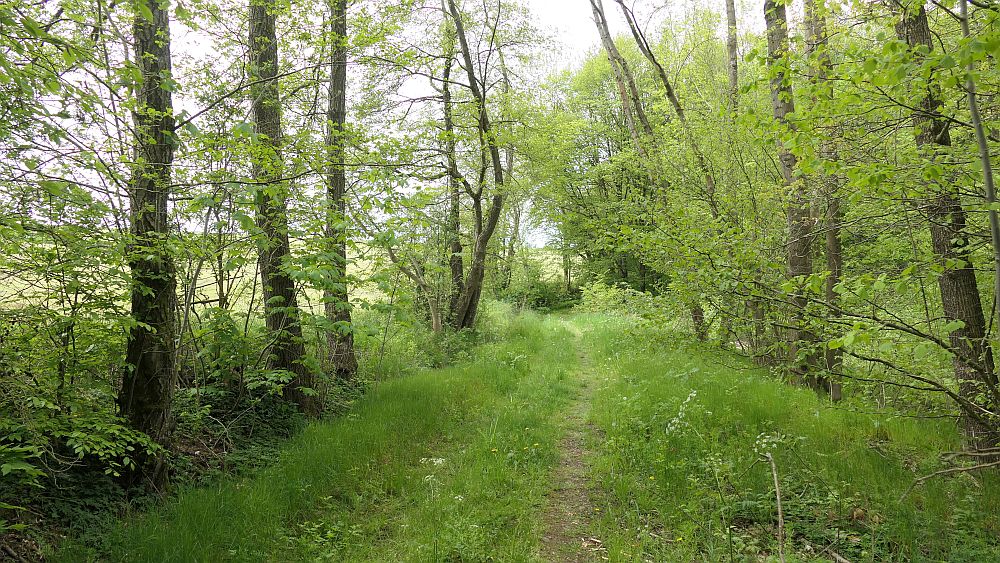 Hochrhoener