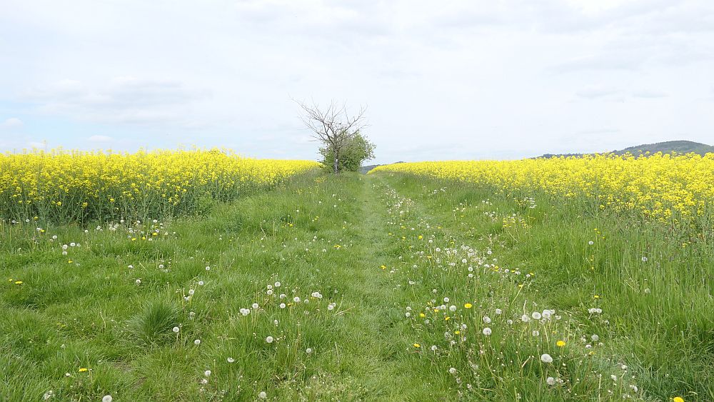 Hochrhoener