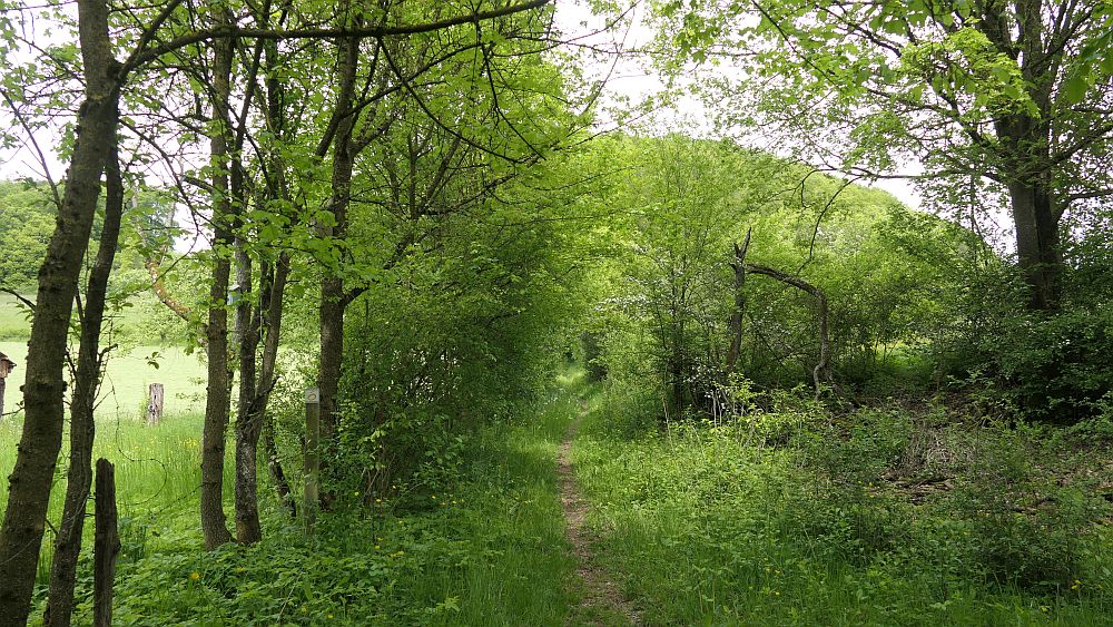 Hochrhoener