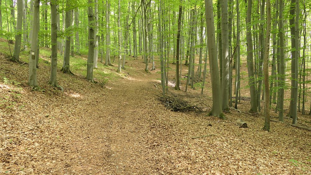 Hochrhoener