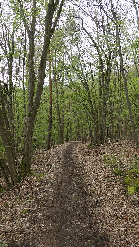 Hochrhoener