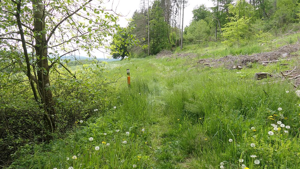 Hochrhoener