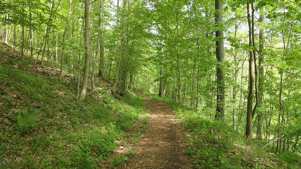 Hochrhoener
