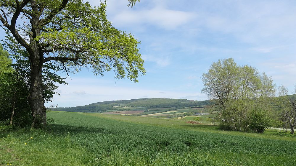Hochrhoener