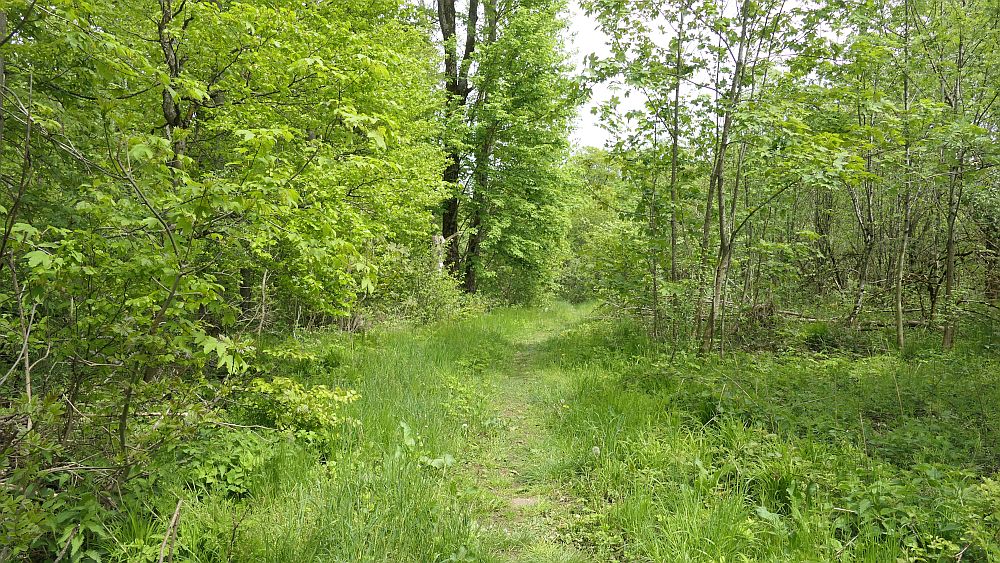 Hochrhoener