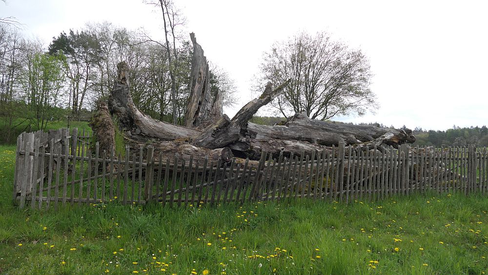 Hochrhoener