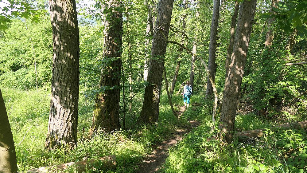 Hochrhoener