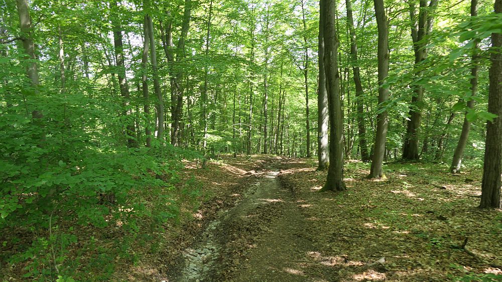 Hochrhoener