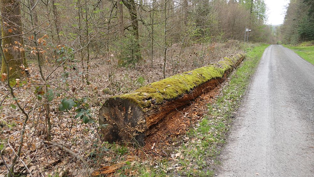 Hochrhoener