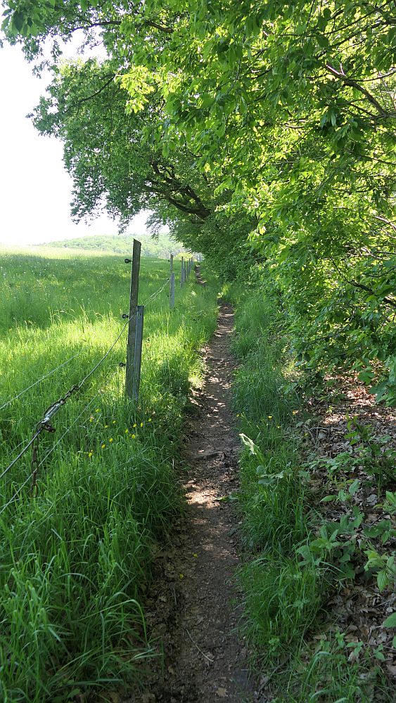 Hochrhoener