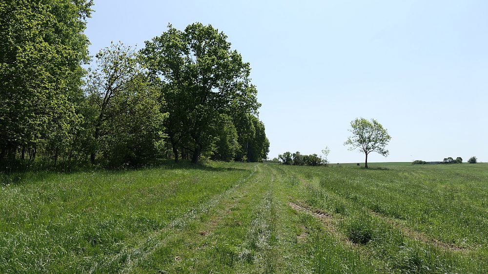 Hochrhoener