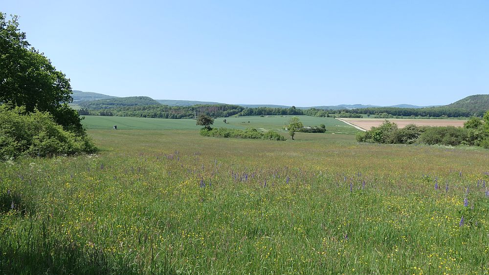 Hochrhoener