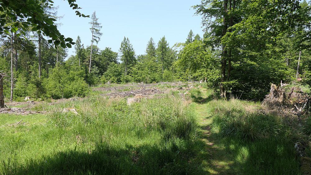 Hochrhoener