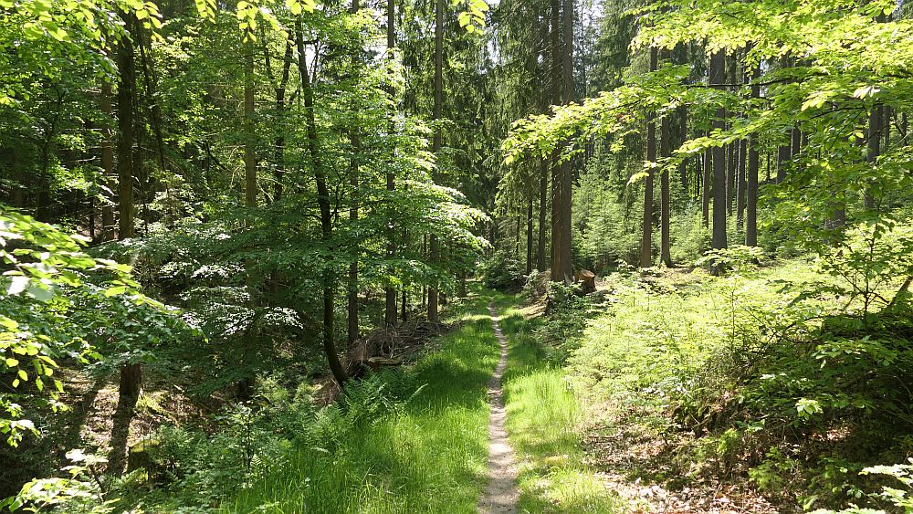 Hochrhoener